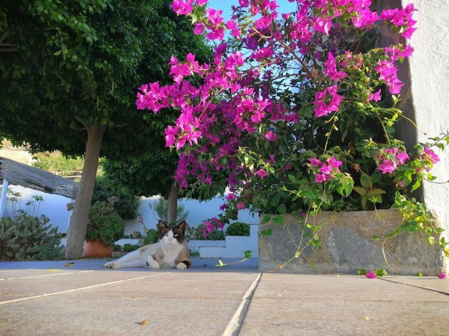 Holiday home Casa Jardin. Vivienda Rural En Zona Tranquila. Lucainena de las Torres